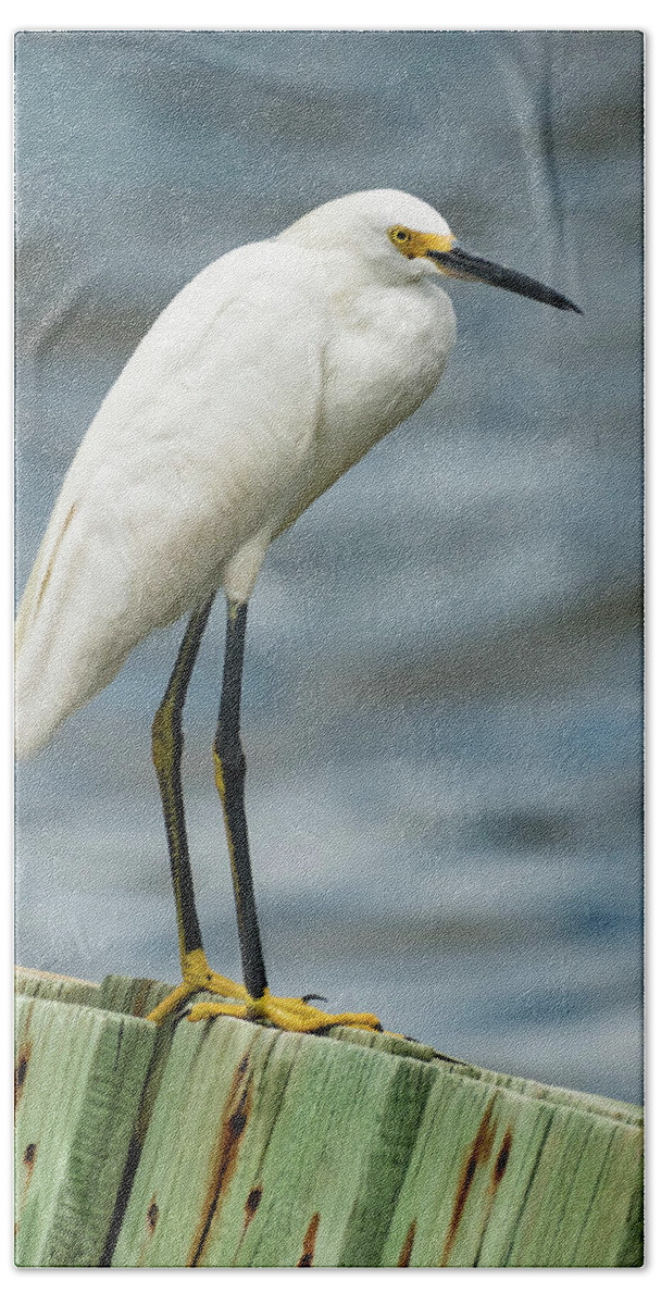 Bird Hand Towel featuring the photograph Snowy Egret by Jody Partin