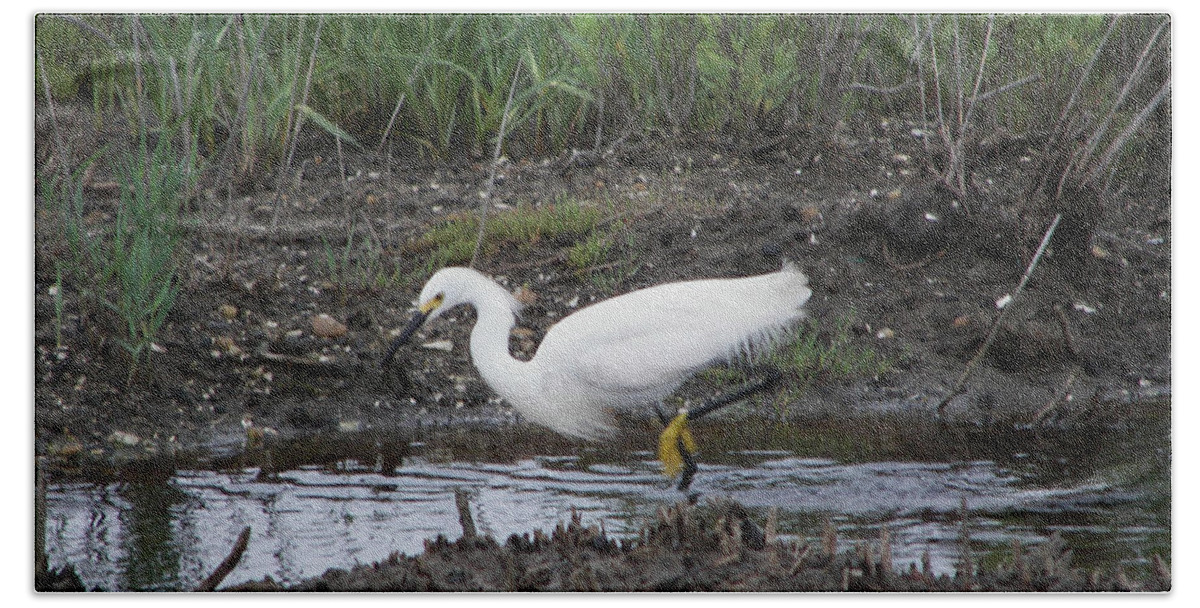  Eastern Shore Nwr Refuge Bath Towel featuring the photograph Snowy Egret on the Prowl by Daniel Hebard