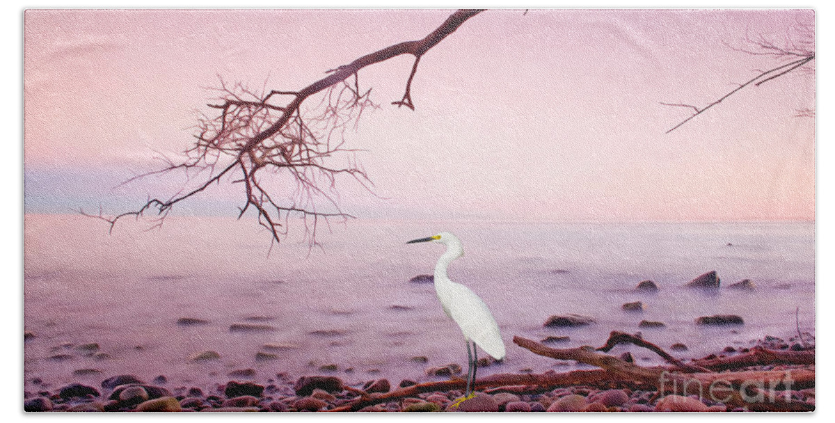 Snowy Egret Hand Towel featuring the photograph Snowy Egret Solitude by Laura D Young