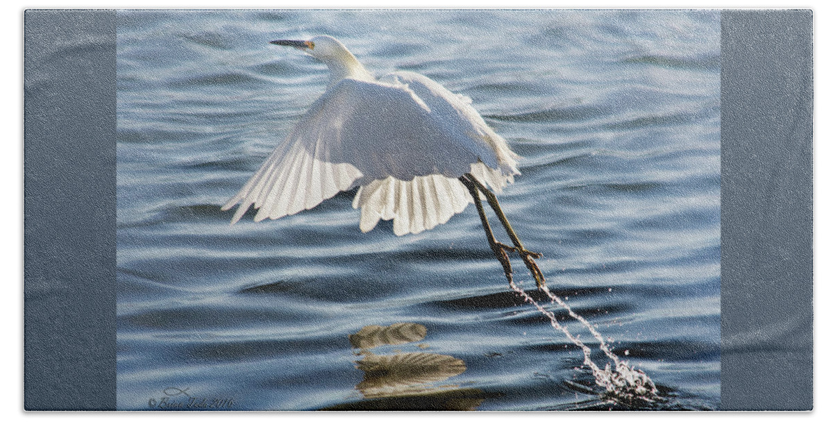 Snowy Egret Hand Towel featuring the photograph Snowy Egret Taking Flight With Water Streams by Brian Tada