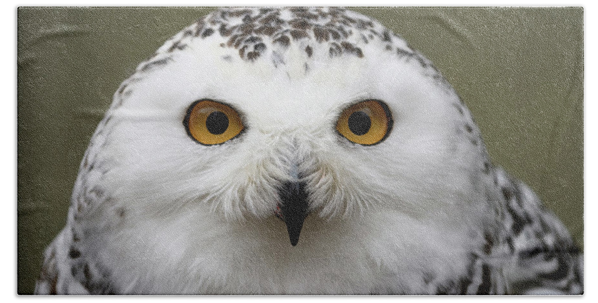 Snowy Owl Hand Towel featuring the photograph Snowy Eyes by Michael Hubley