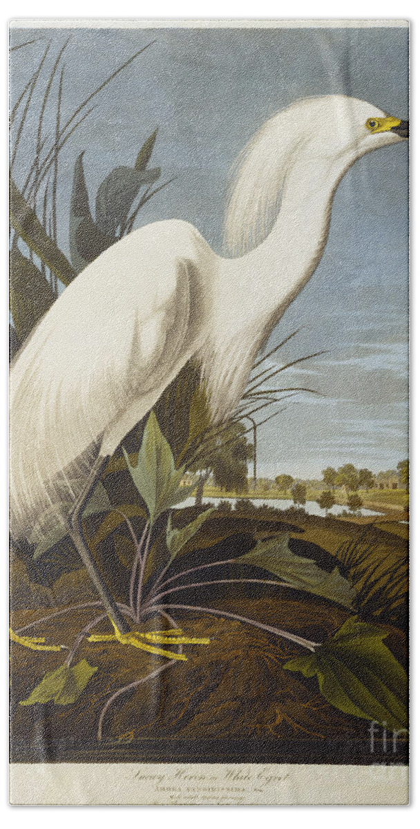 Snowy Heron Or White Egret Hand Towel featuring the drawing Snowy Heron by John James Audubon