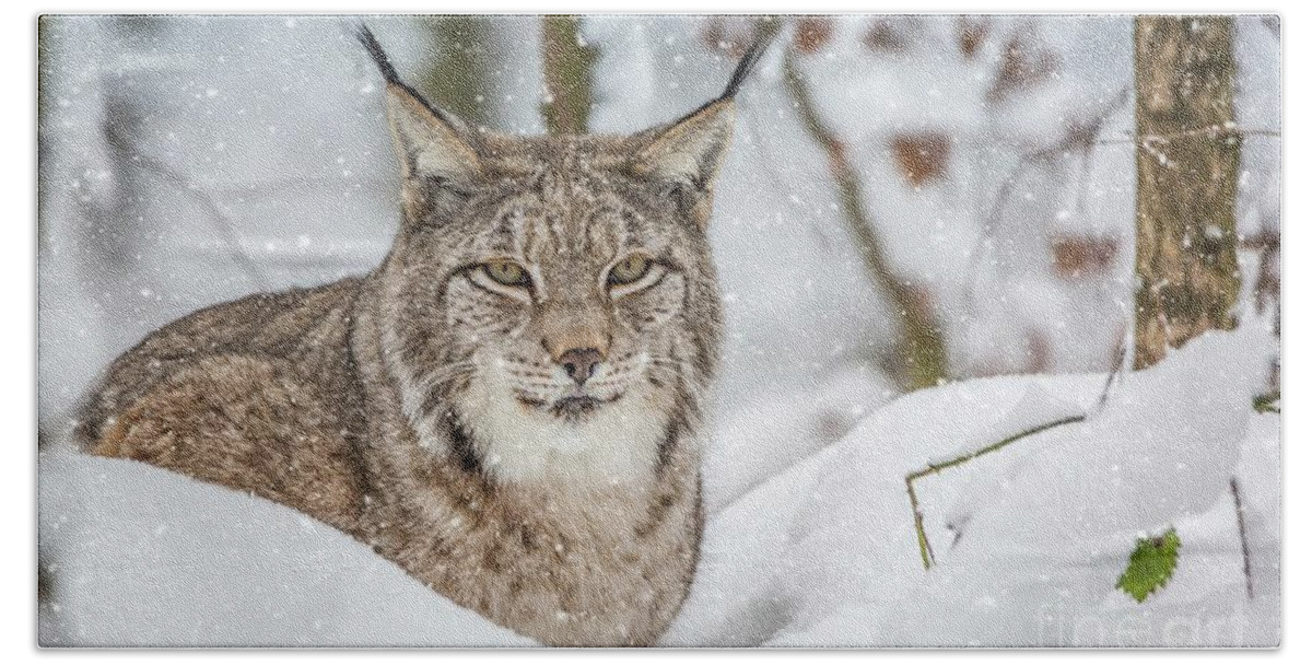 Eurasian Lynx Bath Towel featuring the photograph Snowy Lynx by Eva Lechner