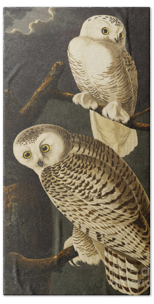 Snowy Owl Bath Towel featuring the drawing Snowy Owl by John James Audubon
