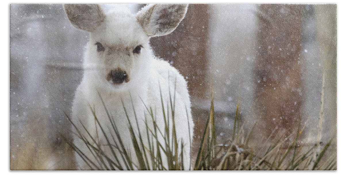 White Fawn Bath Towel featuring the photograph Snowy White Fawn by Mindy Musick King