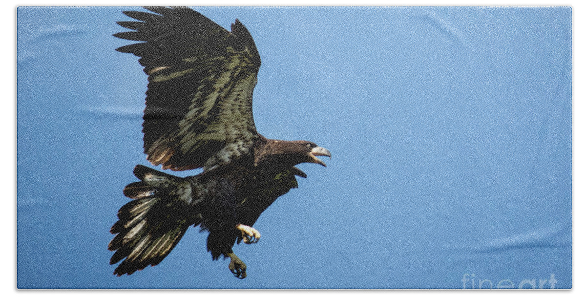 Eaglet Bath Towel featuring the photograph Soaring by Eleanor Abramson