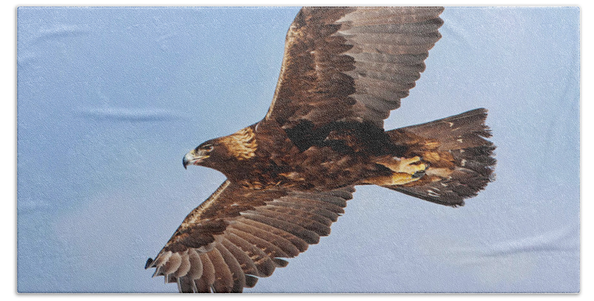 Golden Eagle Bath Towel featuring the photograph Soaring Golden Eagle by Mark Miller