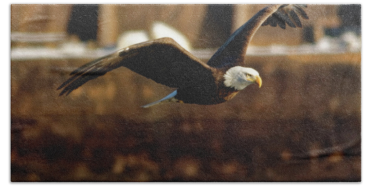 Bald Eagle Hand Towel featuring the photograph Soaring by Peter Ponzio