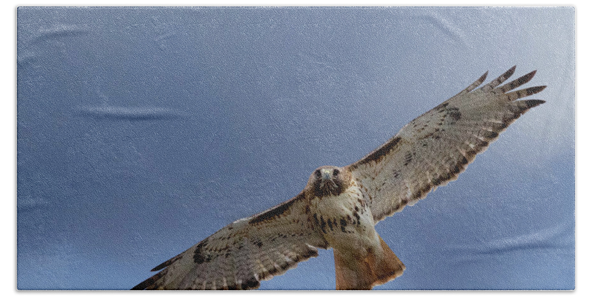 Redtail Hawk Hand Towel featuring the photograph Soaring Red Tail by Bill Wakeley