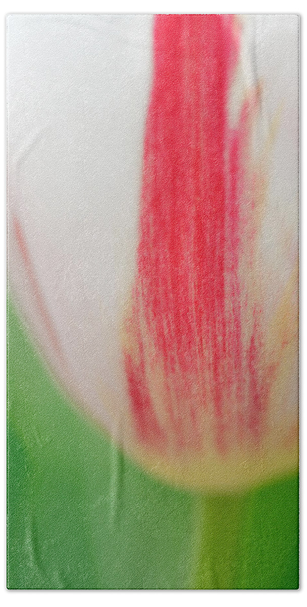 Tulip Bath Towel featuring the photograph Soft and tender Tulip closeup red white green by Matthias Hauser