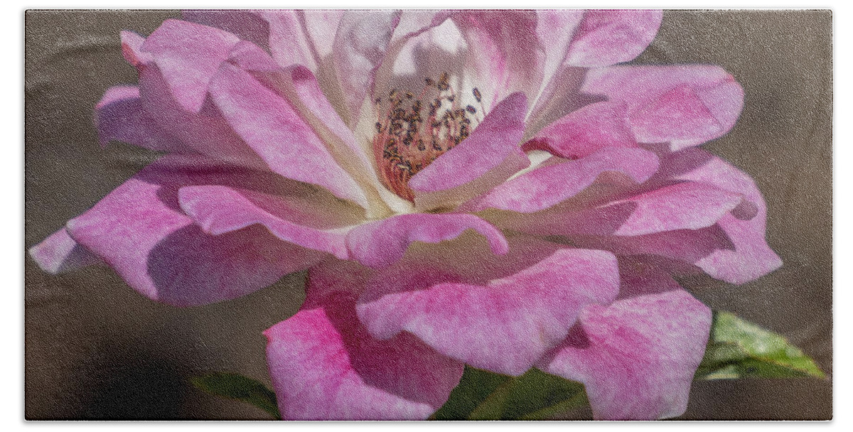 Florida Bath Towel featuring the photograph Soft rose by Jane Luxton