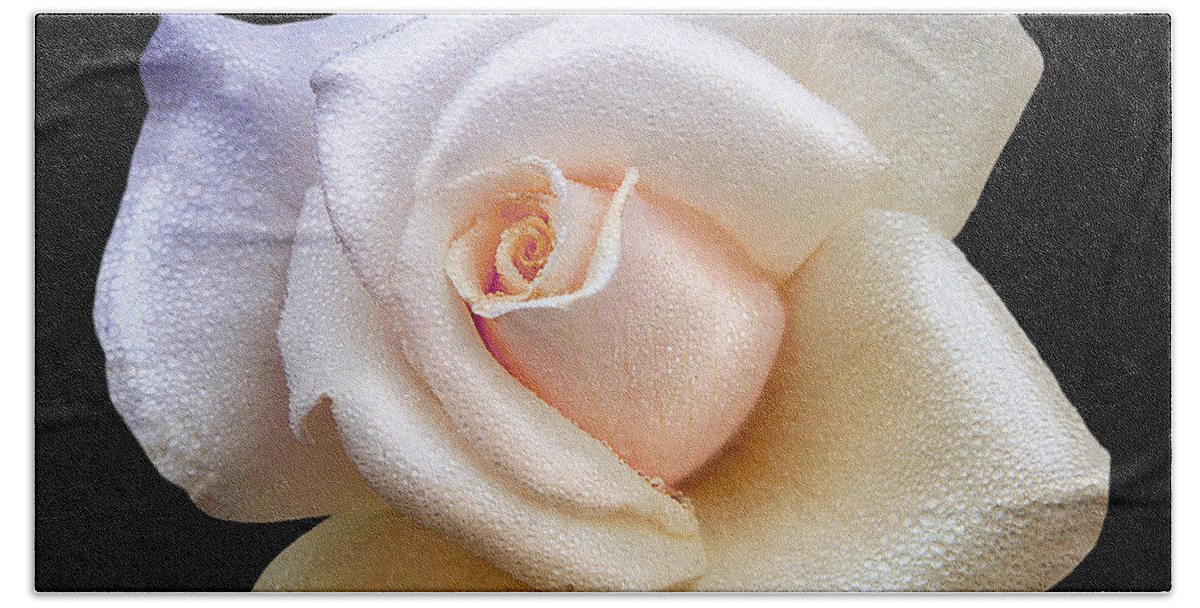 Lovely White Dew Drop Rose Bath Towel featuring the photograph Soft Sweet Rain Drops On White Rose Blossom by Jerry Cowart