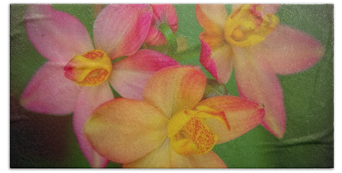 Orchids Bath Towel featuring the photograph Softly, as in a Morning Sunrise by Elizabeth Winter