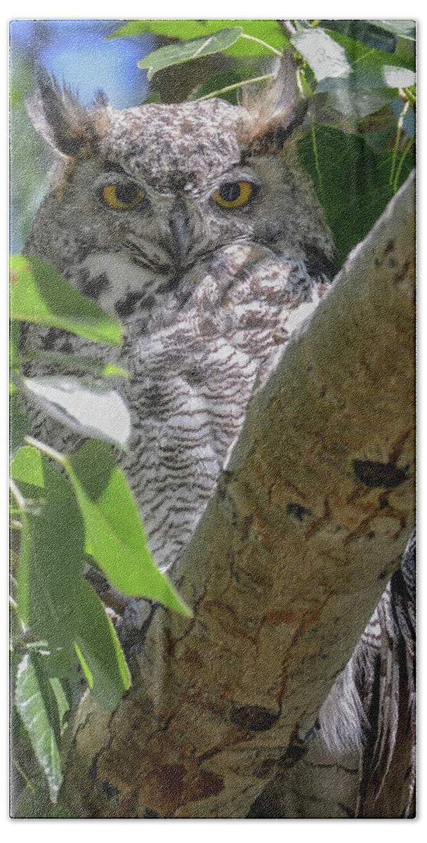 Great Horned Owls - #owls #raptors #fineartphtography - Images Of Rae Ann M. Garrett #raeannmgarett - Black And White Photography #forowllovers #loveofowls - Images Of Owls - Bath Towel featuring the photograph Solar by Rae Ann M Garrett