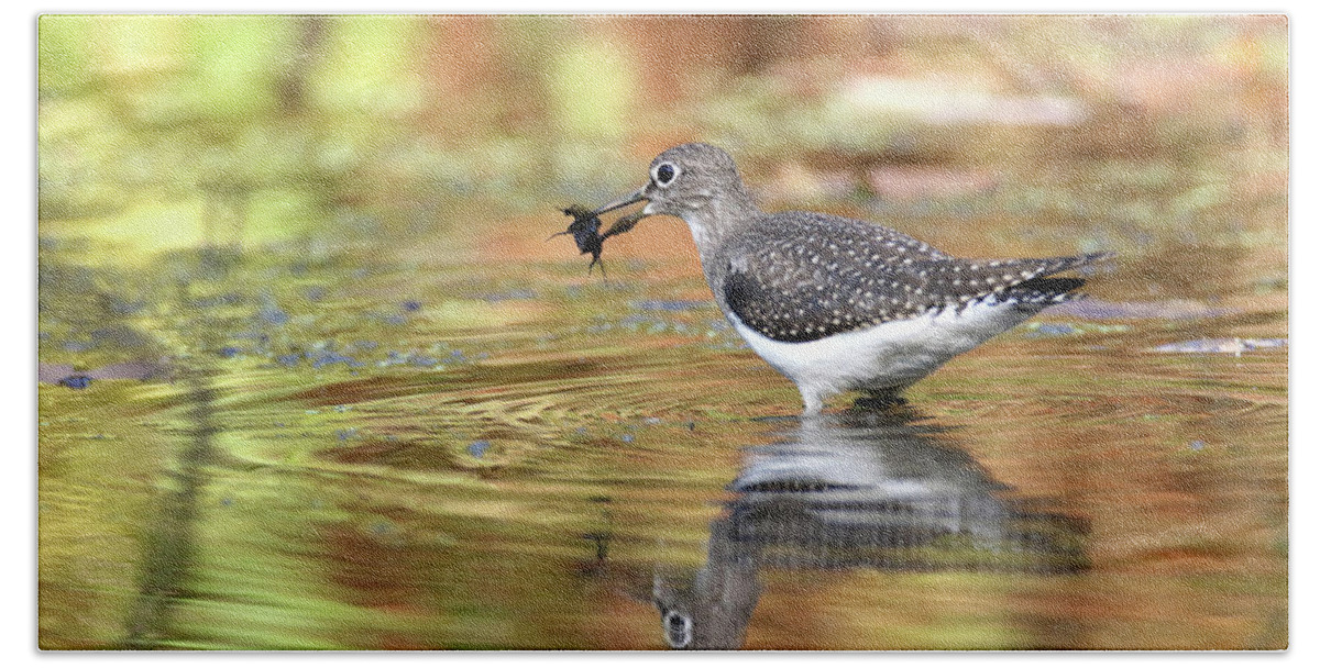 Solitary Sandpiper Bath Towel featuring the photograph Solitary Sandpiper with Belostomatide by Brook Burling
