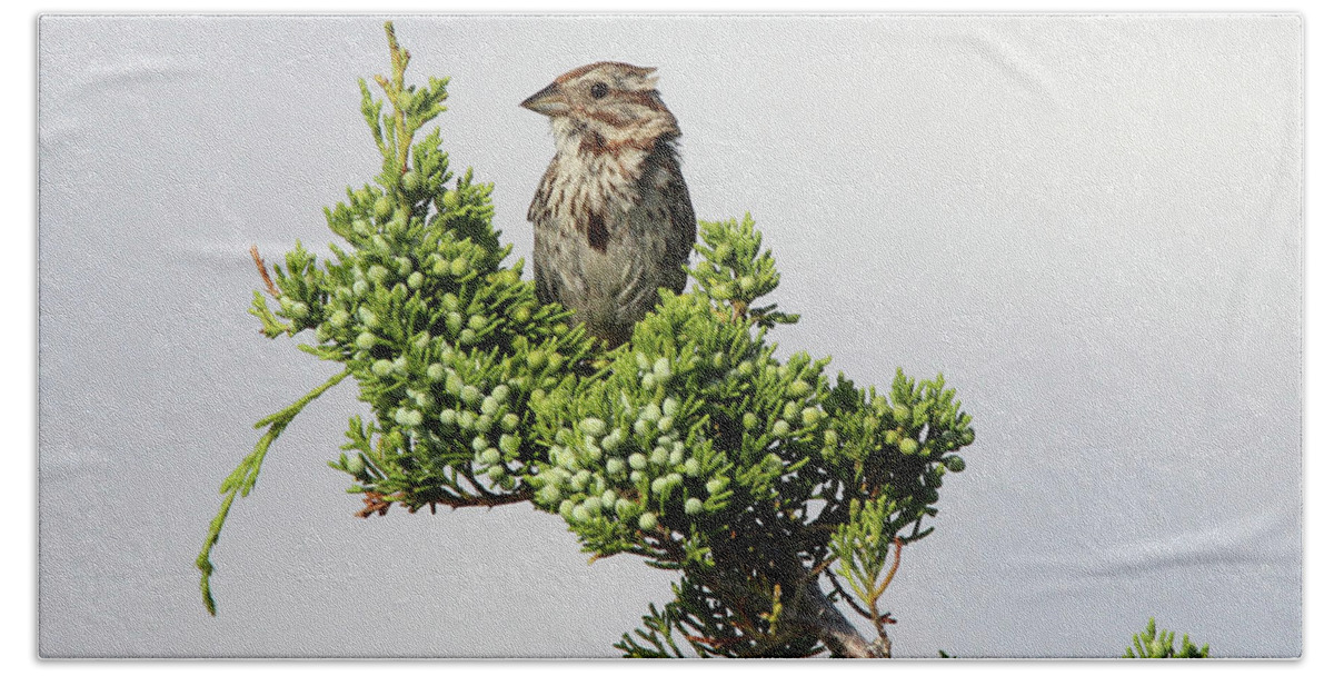 Song Sparrow Bath Towel featuring the photograph Song Sparrow Port Jefferson New York by Bob Savage