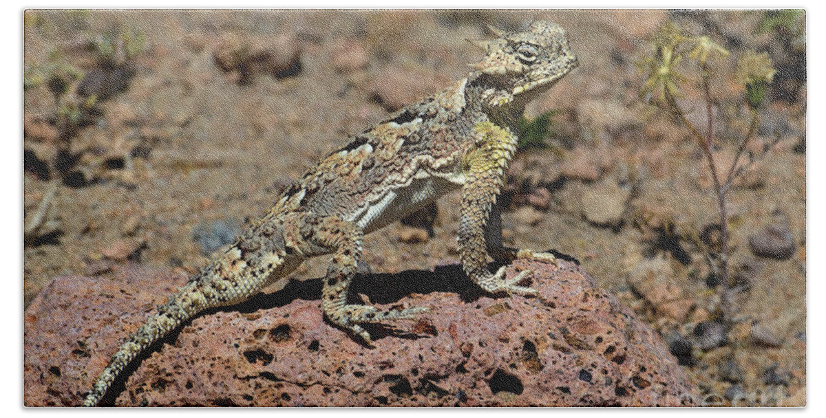 Dave Welling Hand Towel featuring the photograph Southern Desert Horned Lizard Phrynosoma Platyrhinos Wild by Dave Welling