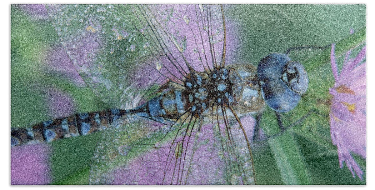 Mp Hand Towel featuring the photograph Southern Hawker Dragonfly Aeshna Cyanea by Tim Fitzharris