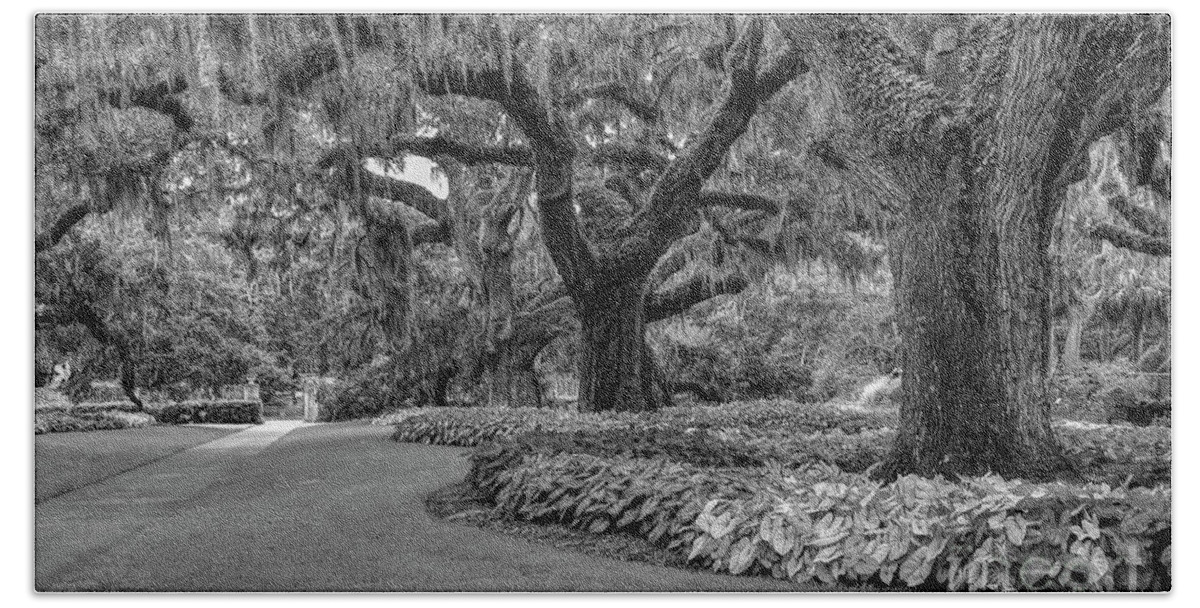 Scenic Bath Towel featuring the photograph Southern Oaks In Black And White by Kathy Baccari