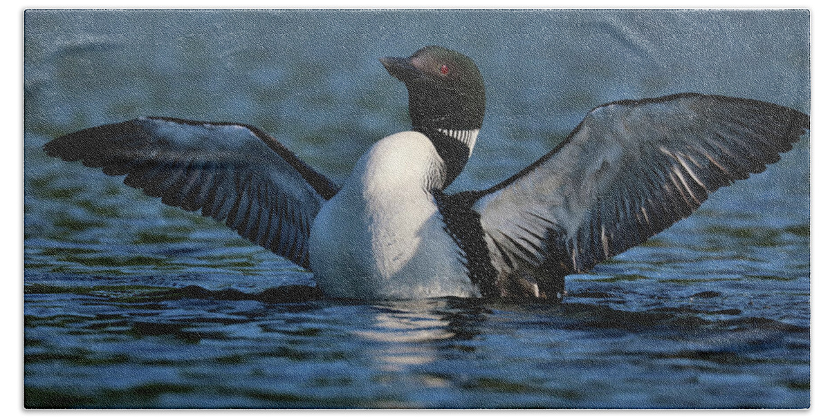 Common Loon Bath Towel featuring the photograph Spectacular Loon Display by Sandra Huston
