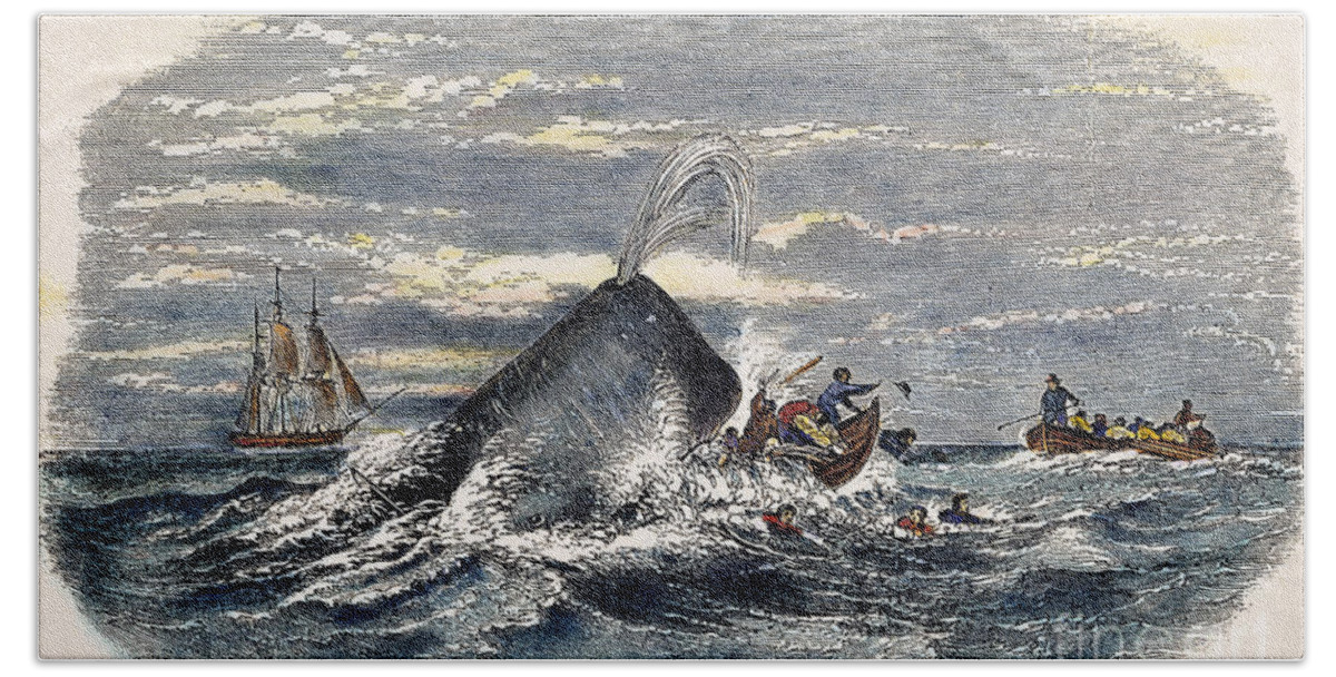 1851 Bath Towel featuring the photograph Sperm Whale Attack, 1851 by Granger