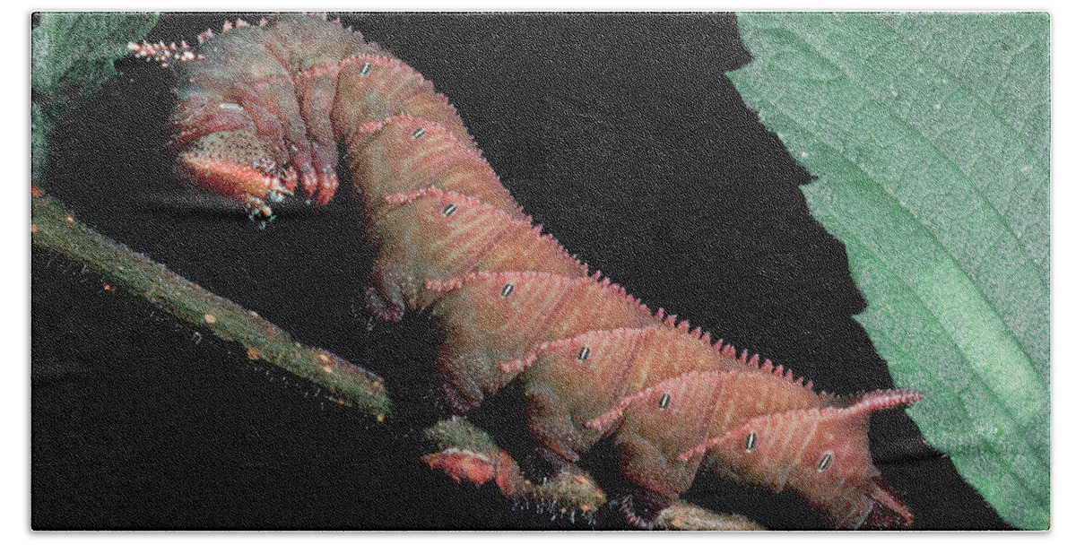 Insects Bath Towel featuring the photograph Sphinx Moth Caterpillar by Gary Shepard
