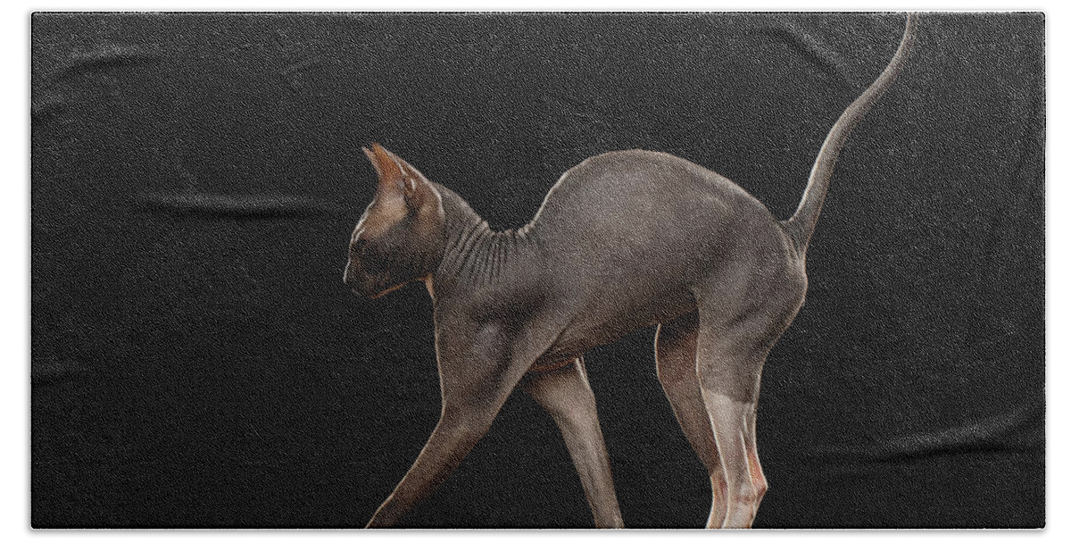 Cat Hand Towel featuring the photograph Sphynx Cat Funny Standing Isolated on Black Mirror by Sergey Taran