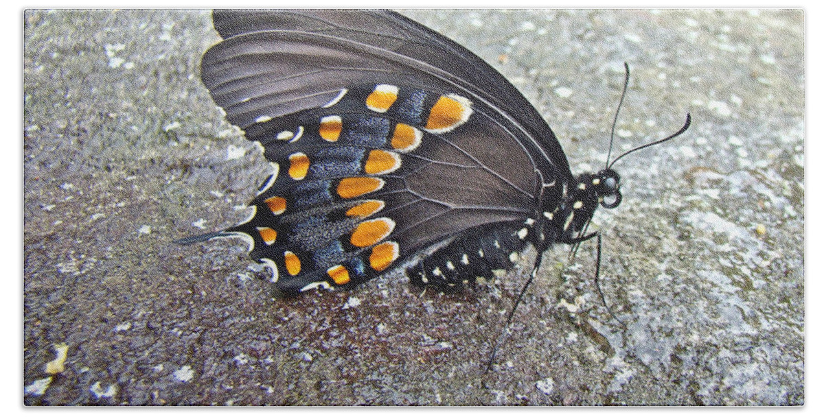 Butterfly Bath Towel featuring the photograph Spicebush Swallowtail Butterfly Female - Papilio troilus troilus by Carol Senske