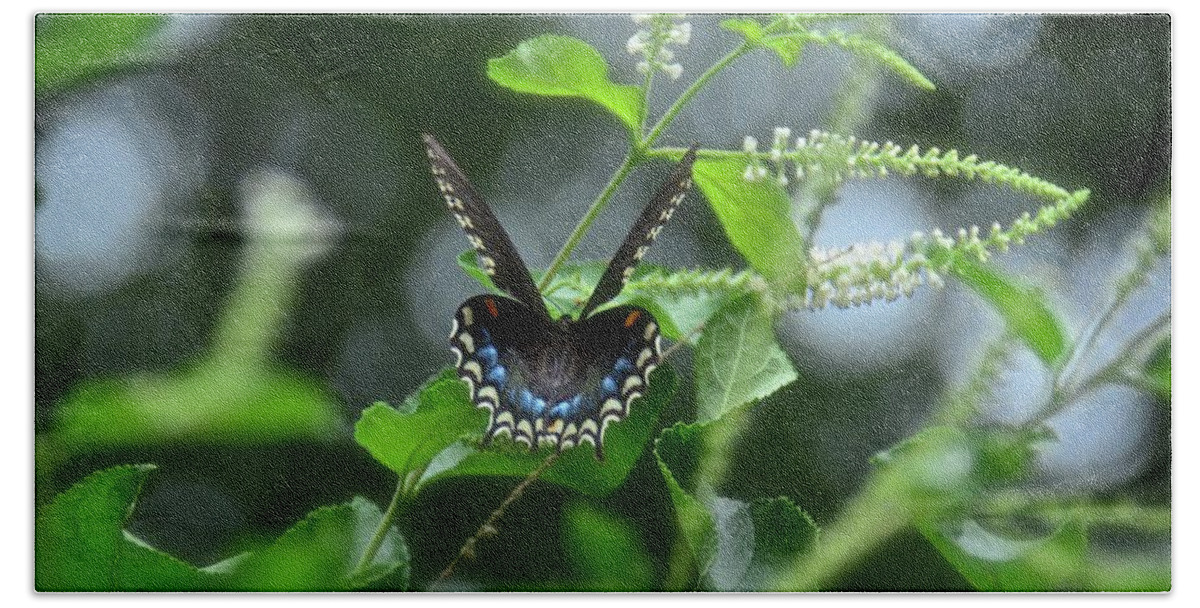 Butterfly Bath Towel featuring the photograph Spicebush Swallowtail on Sweet Almond Flower by Carol Bradley