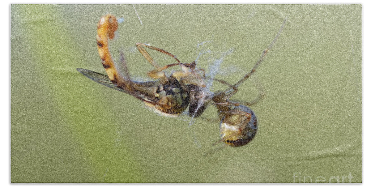 Closeup Bath Towel featuring the photograph Spider and its prey by Michal Boubin