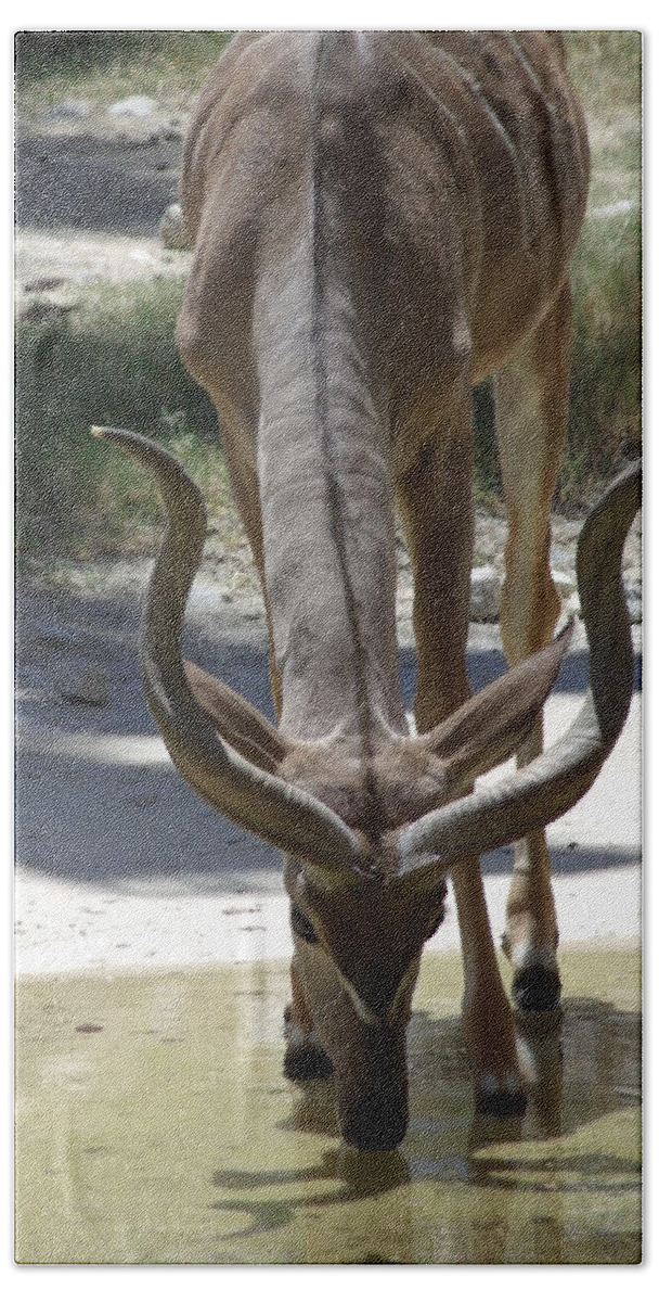 Anteloup Bath Towel featuring the photograph Spiral Horned Antelope Drinking by Colleen Cornelius