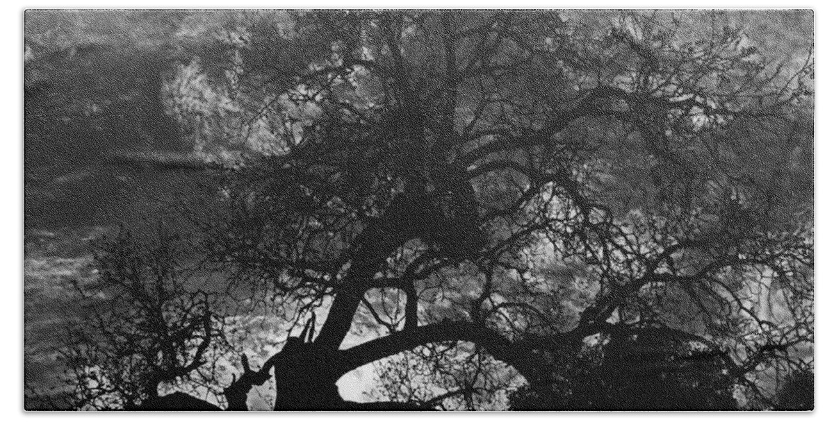 Tree Hand Towel featuring the photograph Spooky Tree by Shoal Hollingsworth