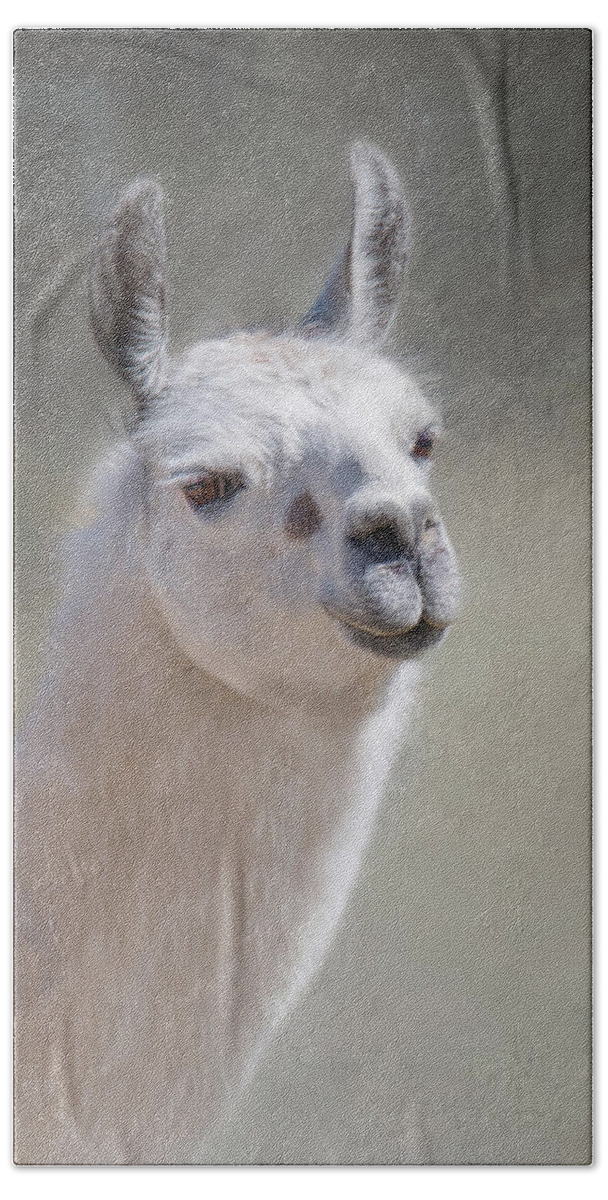 Llama Hand Towel featuring the photograph Spot by Robin-Lee Vieira