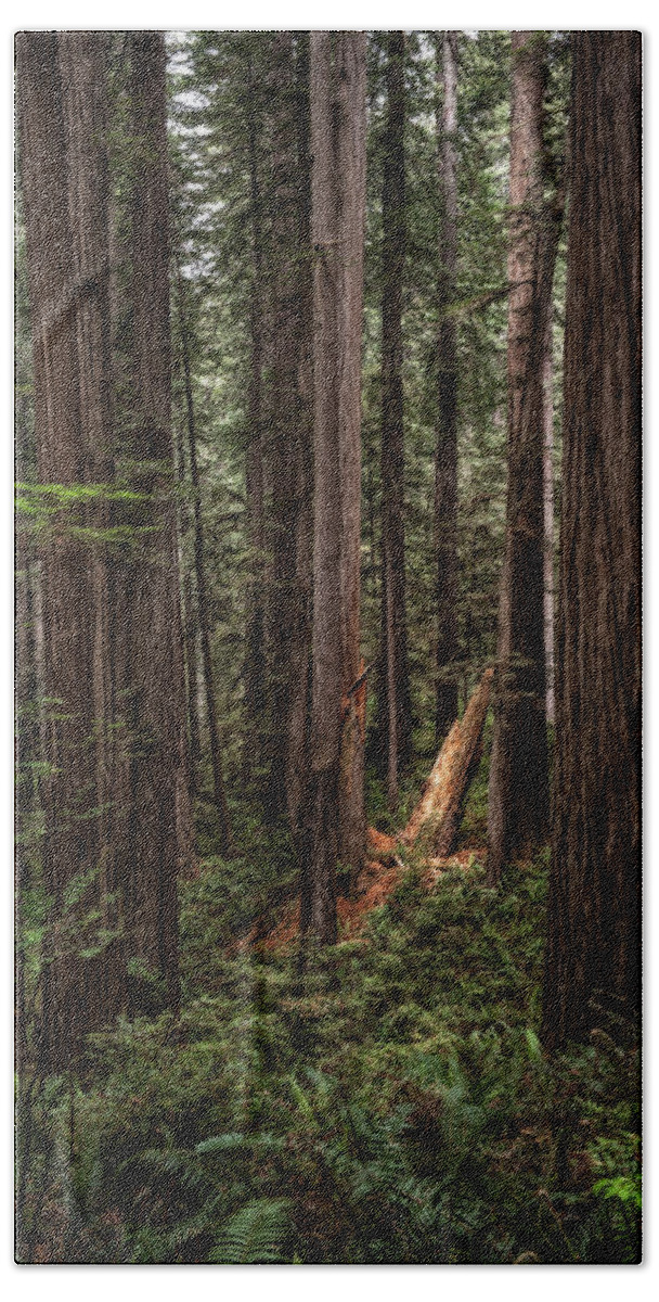 Spotlight On The Redwoods Hand Towel featuring the photograph Spotlight in the Redwoods  by George Buxbaum