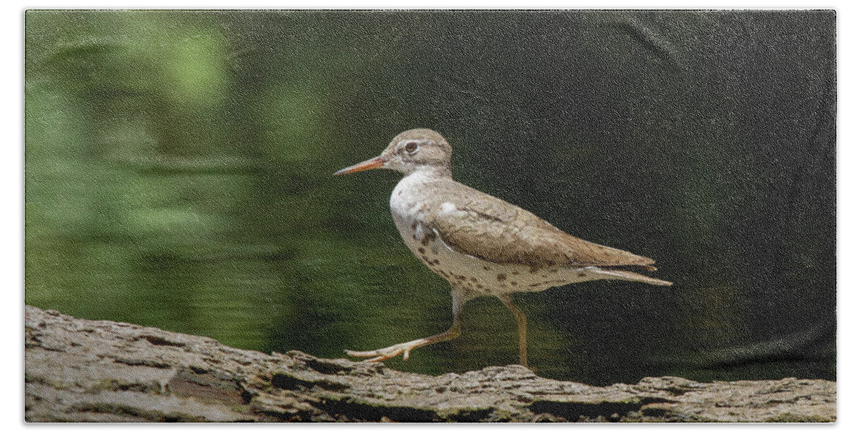 Sandpiper Bath Towel featuring the photograph Spotted Sandpiper by Paul Rebmann