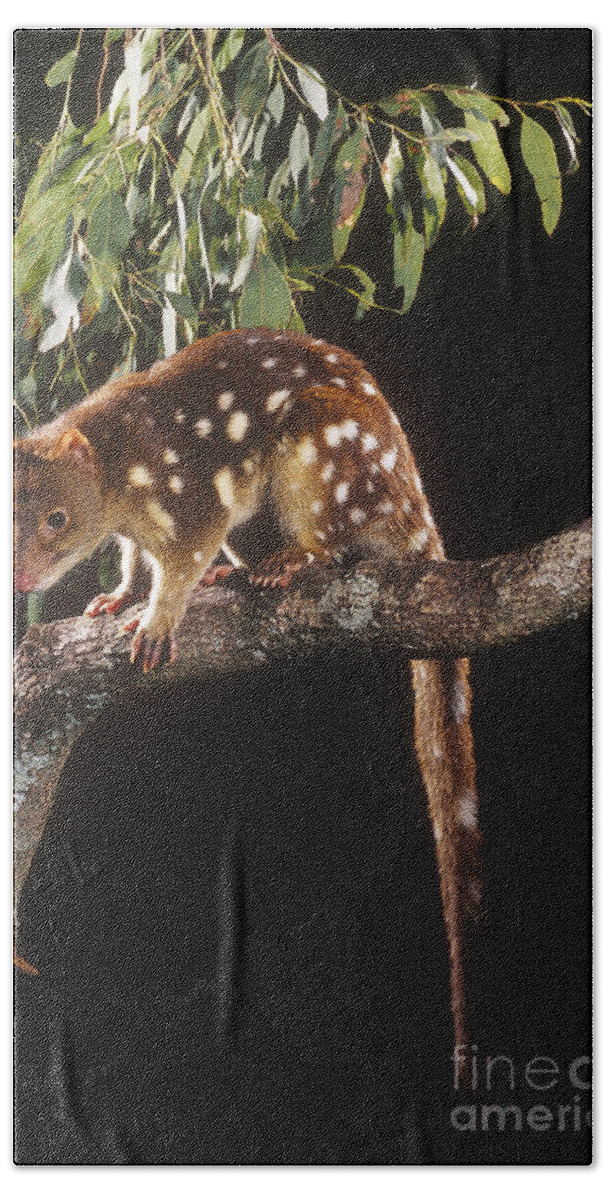 Fauna Bath Towel featuring the photograph Spotted-tailed Quoll by B. G. Thomson