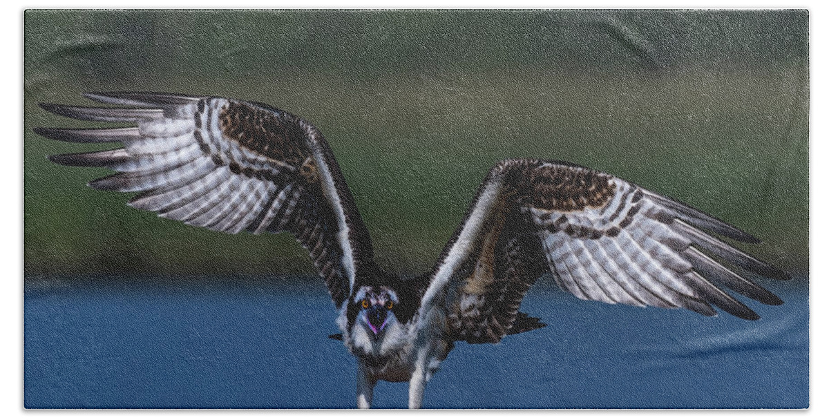 Photograph Hand Towel featuring the photograph Spread Your Wings by Cindy Lark Hartman