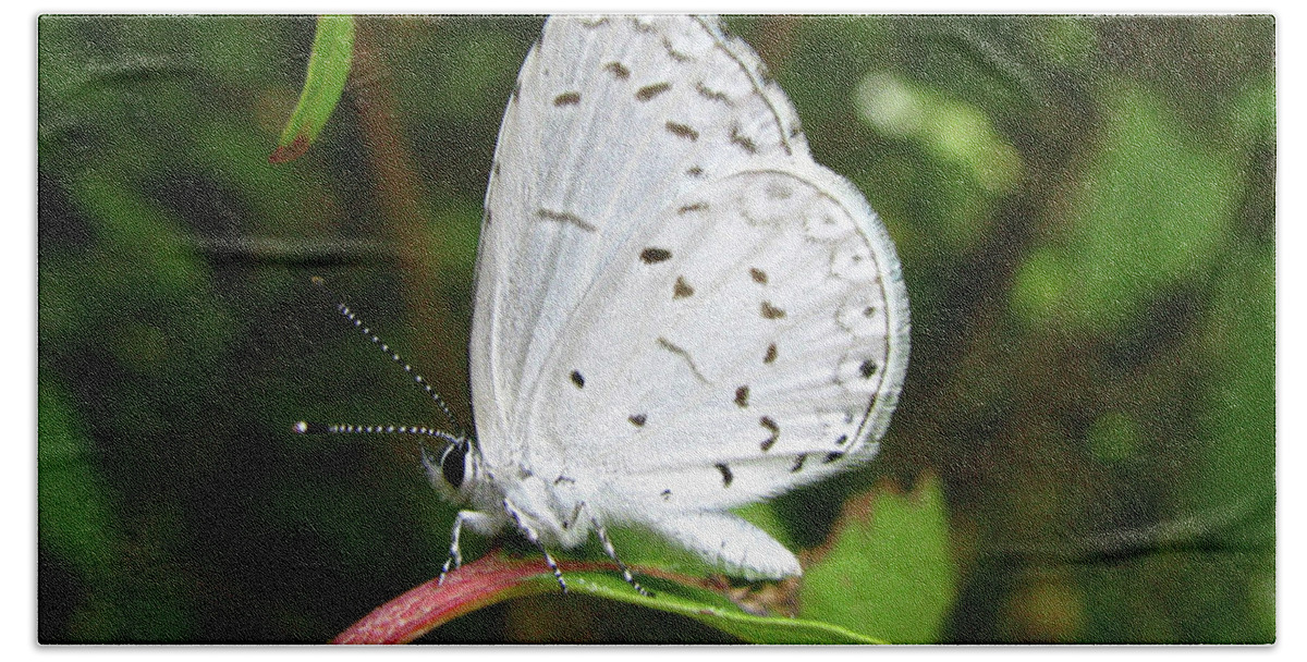 Butterfly Bath Towel featuring the photograph Spring Azure Butterfly by Donna Brown
