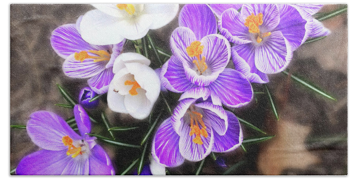 Crocus Hand Towel featuring the photograph Spring Beauties by Terri Harper