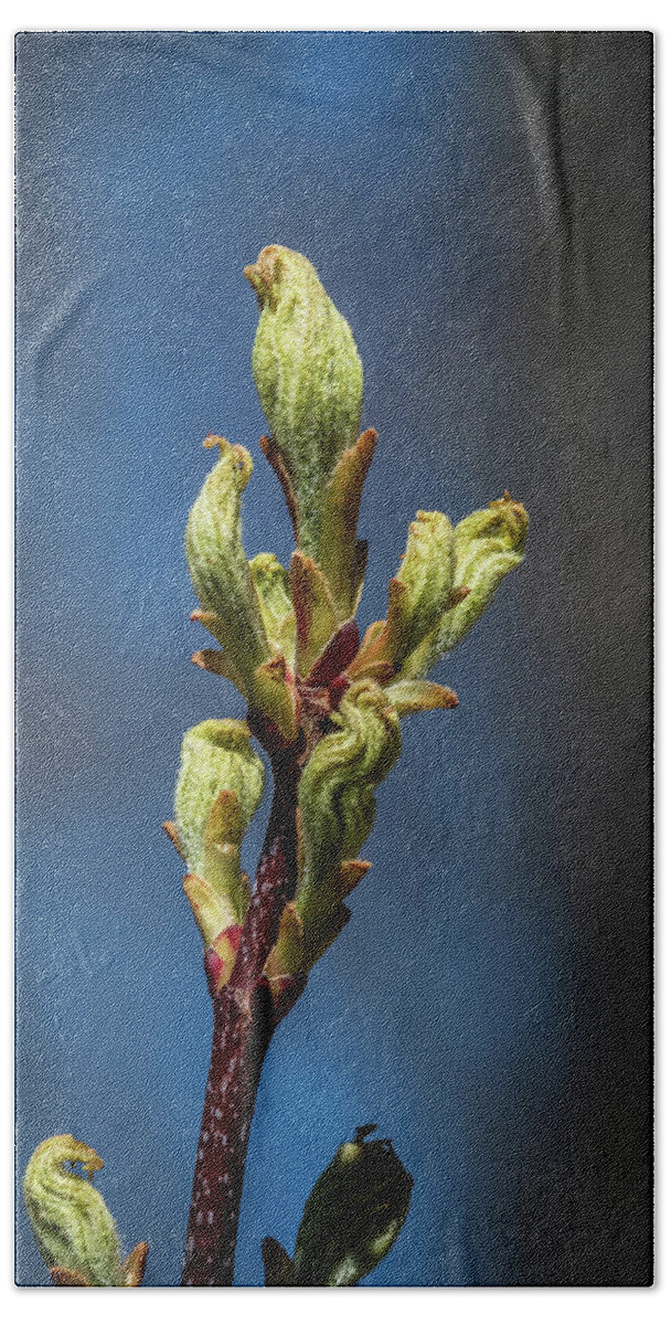 Bud Bath Towel featuring the photograph Spring Buds by Paul Freidlund