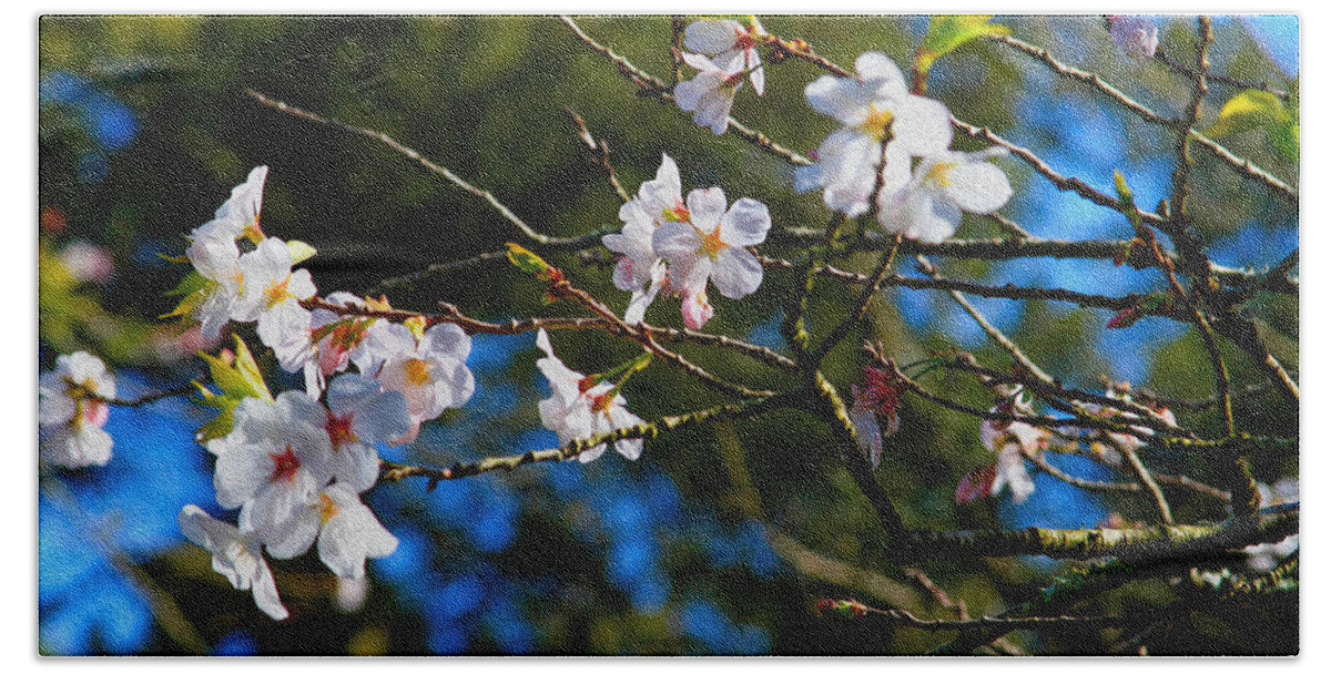 Bonnie Follett Bath Towel featuring the photograph Spring Cherry Blossoms 1 by Bonnie Follett