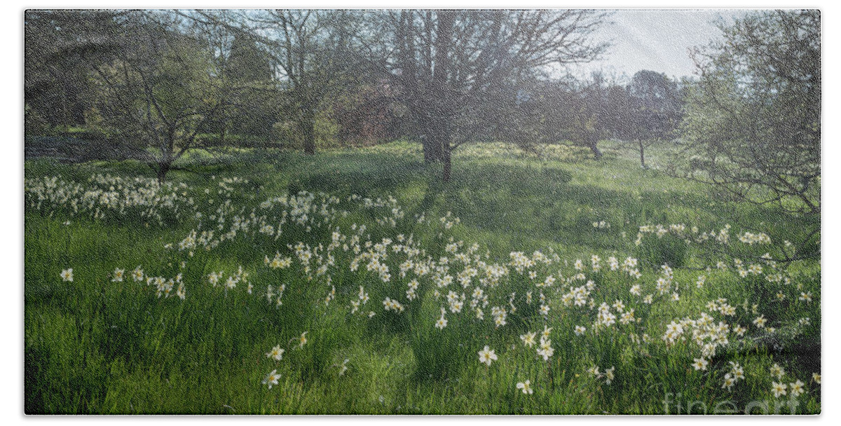 Spring Bath Towel featuring the photograph Spring Daffodils in the Orchard  by Perry Rodriguez