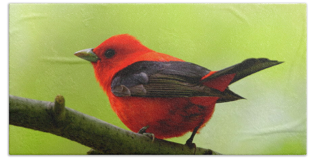Scarlet Tanager Bath Towel featuring the photograph Spring Flame - Scarlet Tanager by Bruce J Robinson