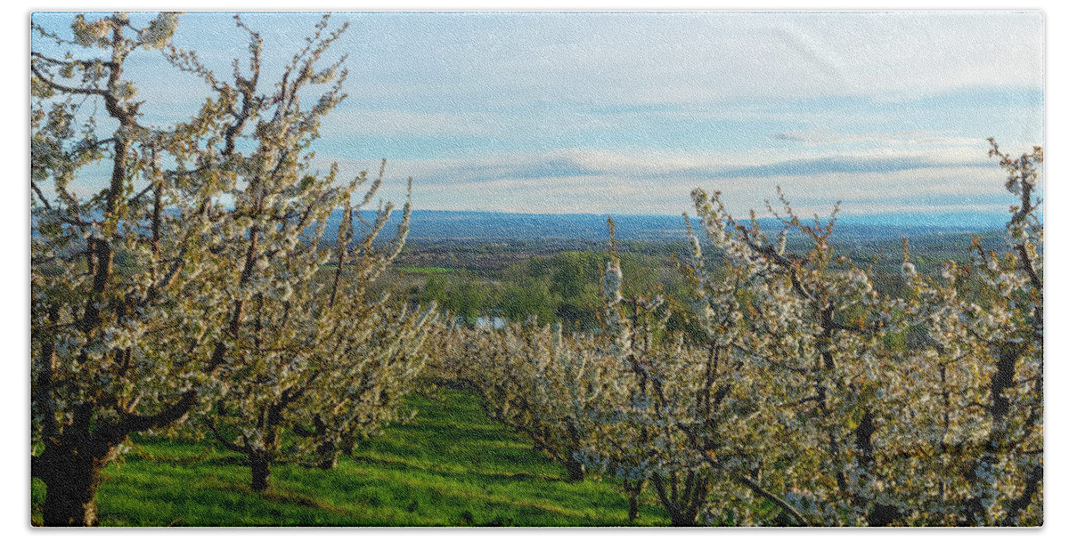 Cherry Trees Hand Towel featuring the photograph Spring in the Orchard by Michael Dawson