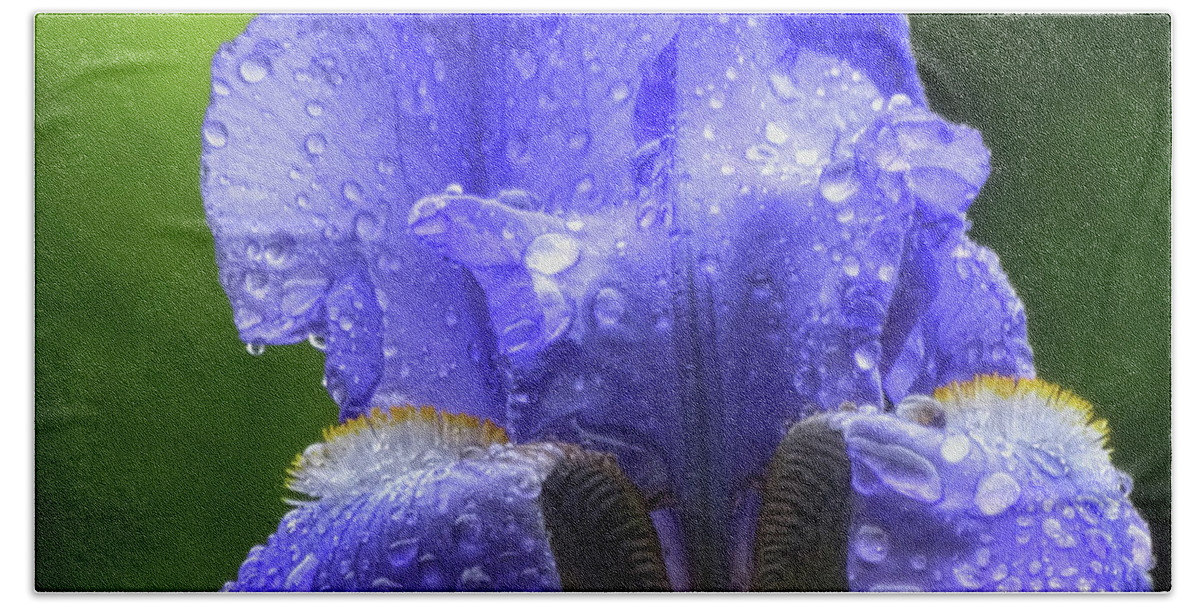 Floral Bath Towel featuring the photograph Spring Iris by Mikki Cucuzzo