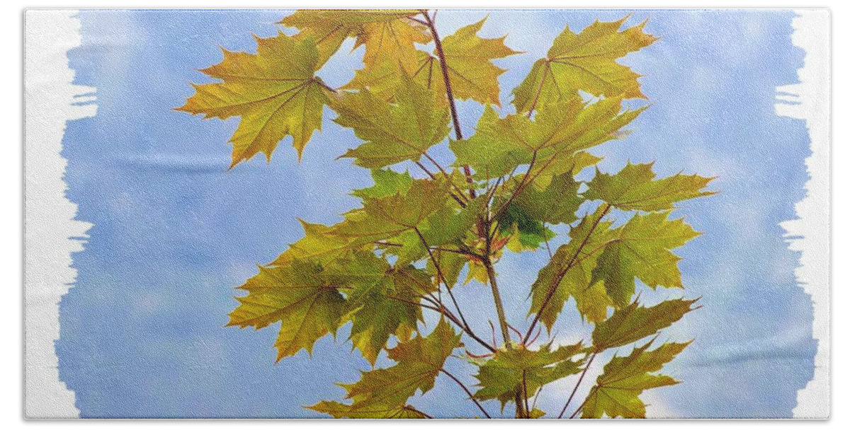 Spring Bath Towel featuring the photograph Spring Maple Leaves by Will Borden