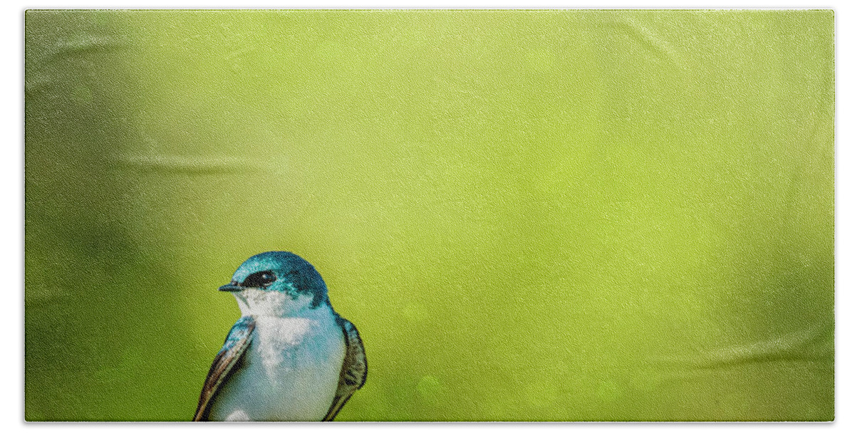 Tree Swallow Hand Towel featuring the photograph Spring Swallow by Cathy Kovarik