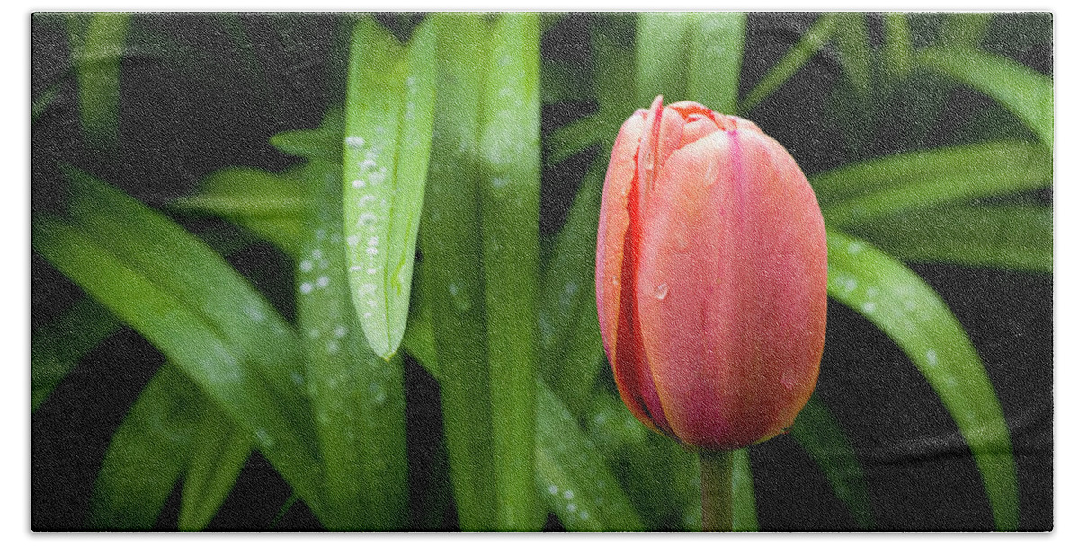 Flowers Bath Towel featuring the photograph Spring Tulips by Steven Clark