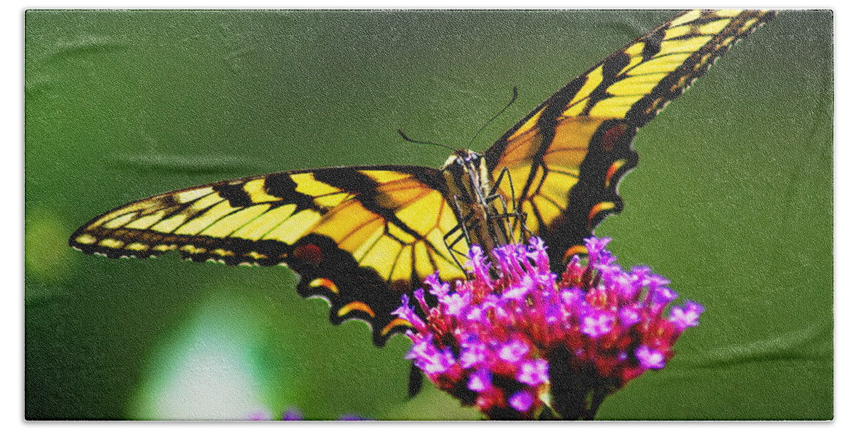 Beautiful Hand Towel featuring the photograph Springtime Butterfly by Nick Zelinsky Jr