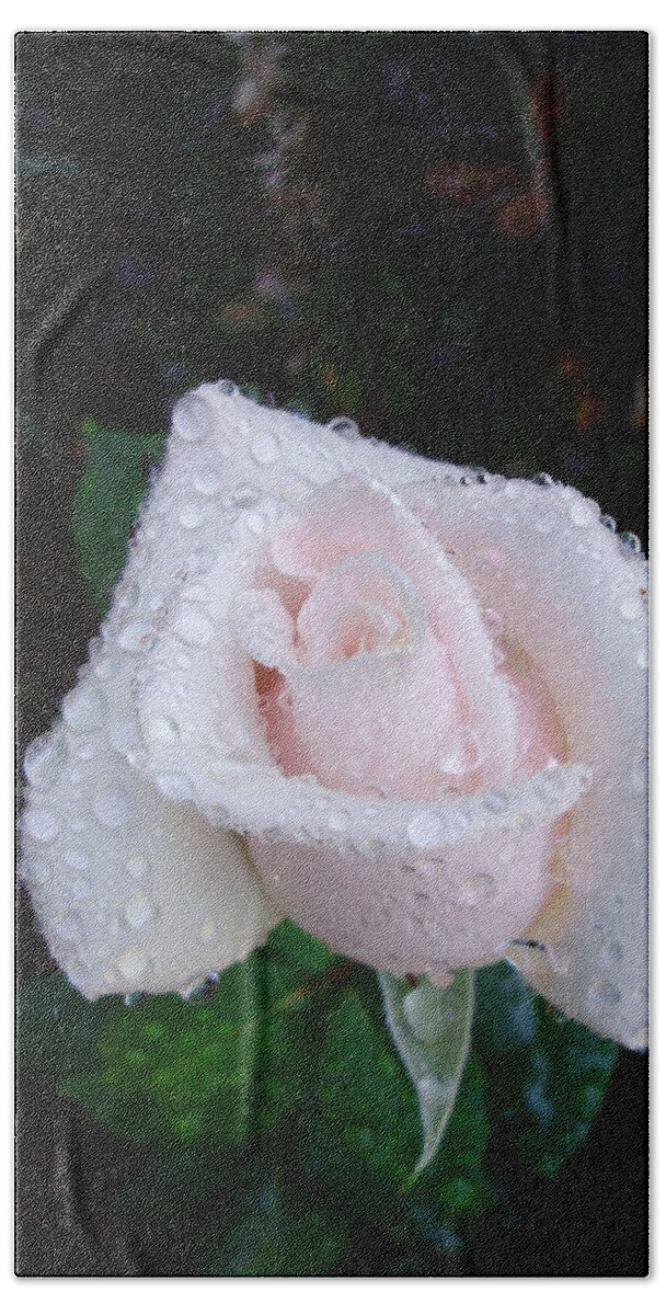 Roses Bath Towel featuring the photograph Sprinkled Pink by Anjel B Hartwell